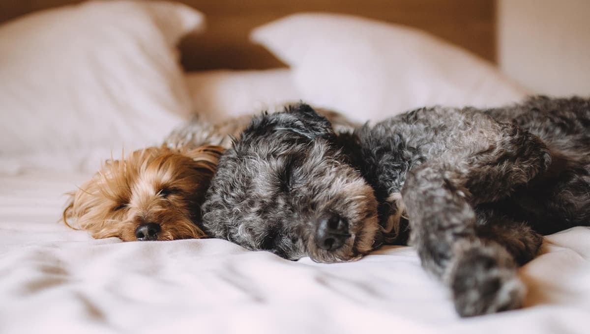 Expertos revelan qué tan bueno es dormir con tus perritos sobre la cama