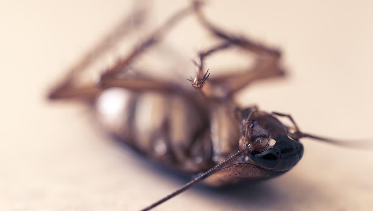 ¿Qué significa espiritualmente ver a una cucaracha?