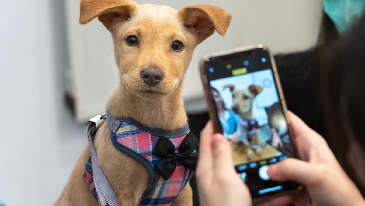¿Qué es el puppy blues? El arrepentimiento que existe tras adoptar a una mascota