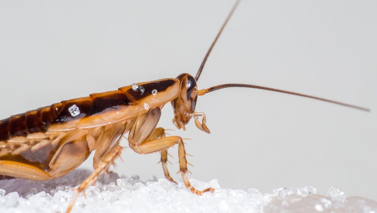 ¿Qué significa que una cucaracha entre a tu cuarto?