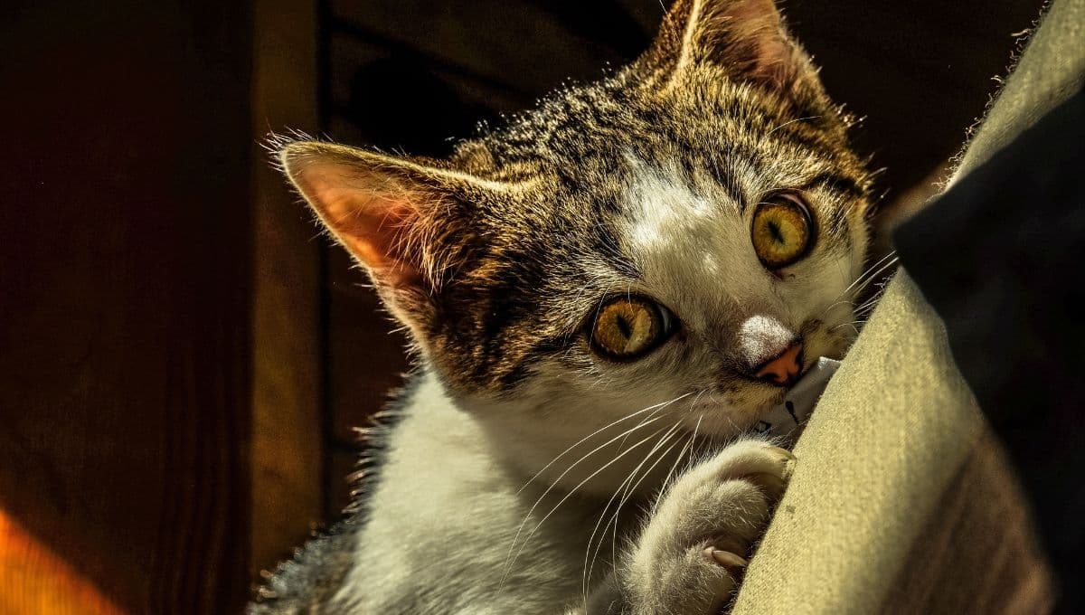 TRUCO seguro para cortarle las uñas a un gato que no se deja