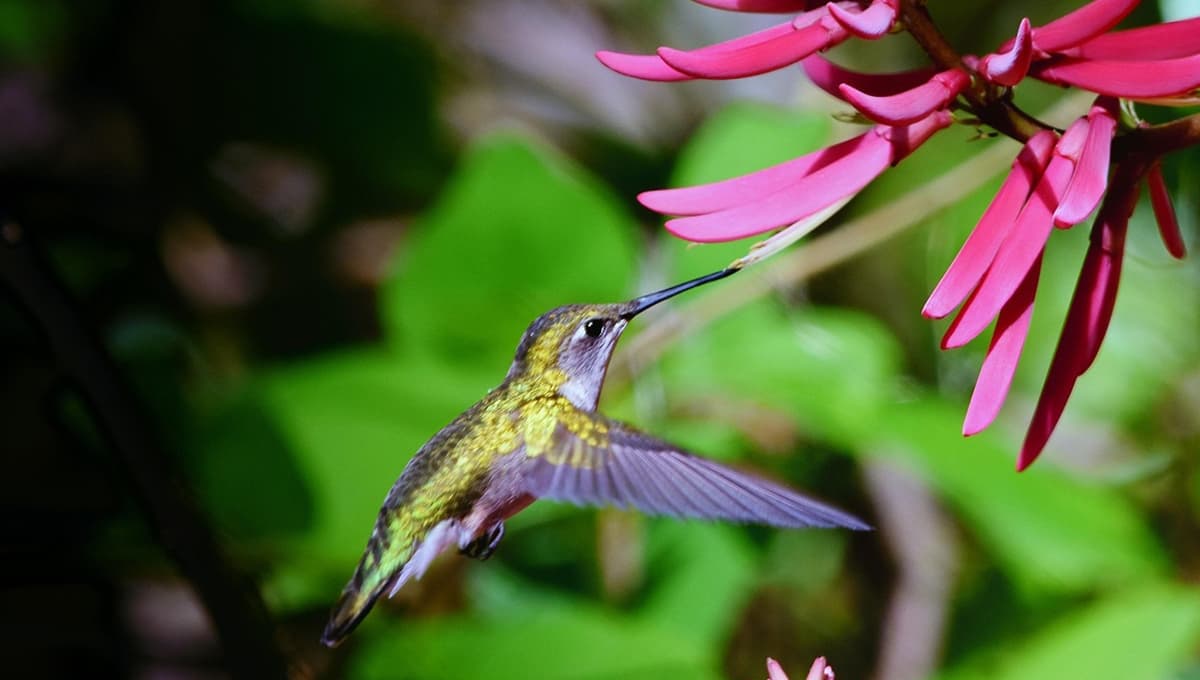 3 plantas mexicanas para atraer colibríes