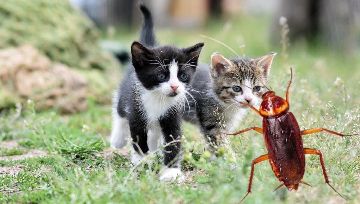 ¿Qué significa cuando un gato te trae una cucaracha?