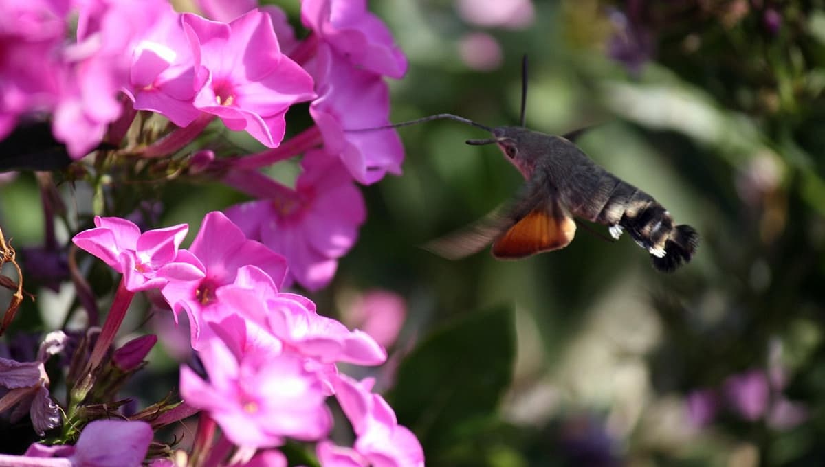 ¿Cuáles son las mejores flores falsas para atraer colibríes?