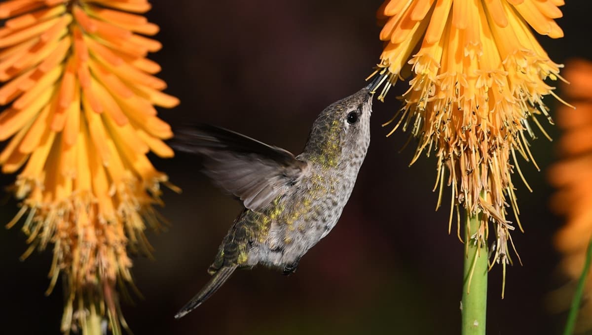 ¿Por qué es buena idea poner papel aluminio en los comederos de los colibríes?