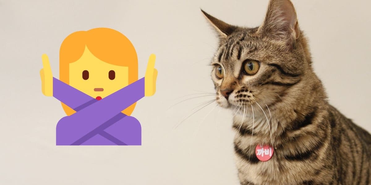 El error común que puede poner en riesgo a tu gato (y cómo evitarlo)