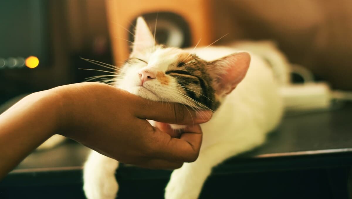 Así puedes evitar que tu gato se contagie de gripe aviar, según la UNAM