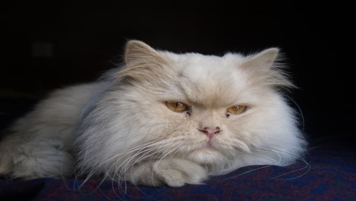 ¿Cuál es la curiosa relación que existe entre los gatos persas y los perros carlinos?