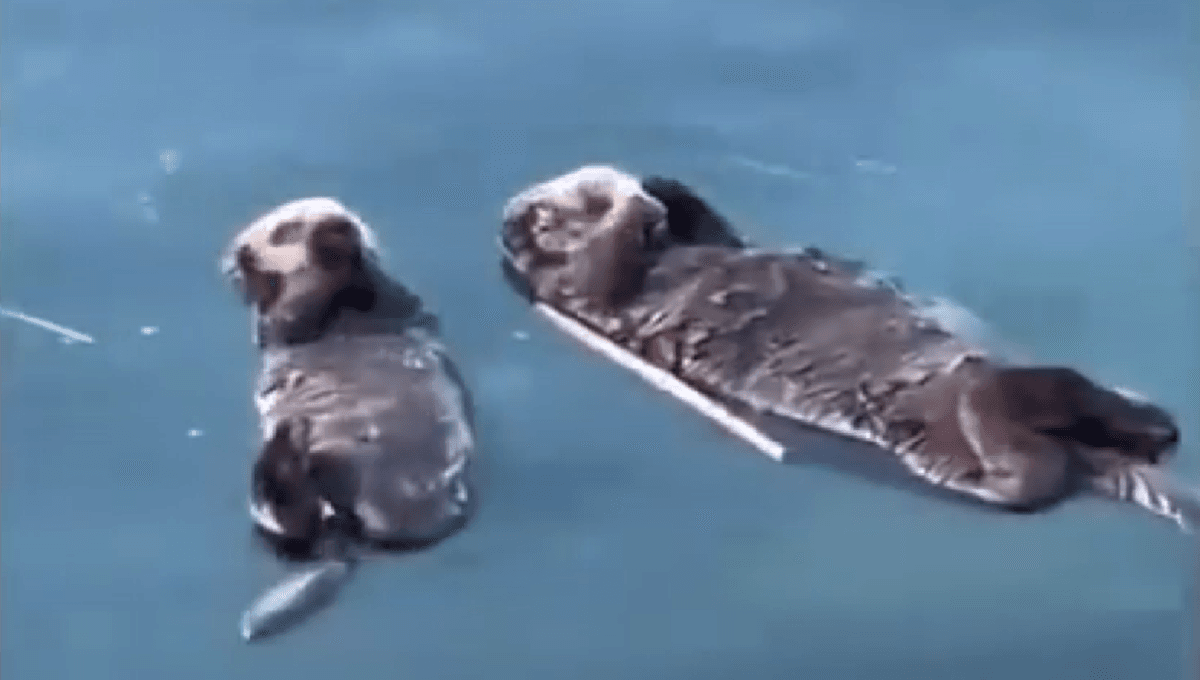 Nutria le regala una piedra a un hombre que ayudó a rescatar a su hembra (VIDEO)