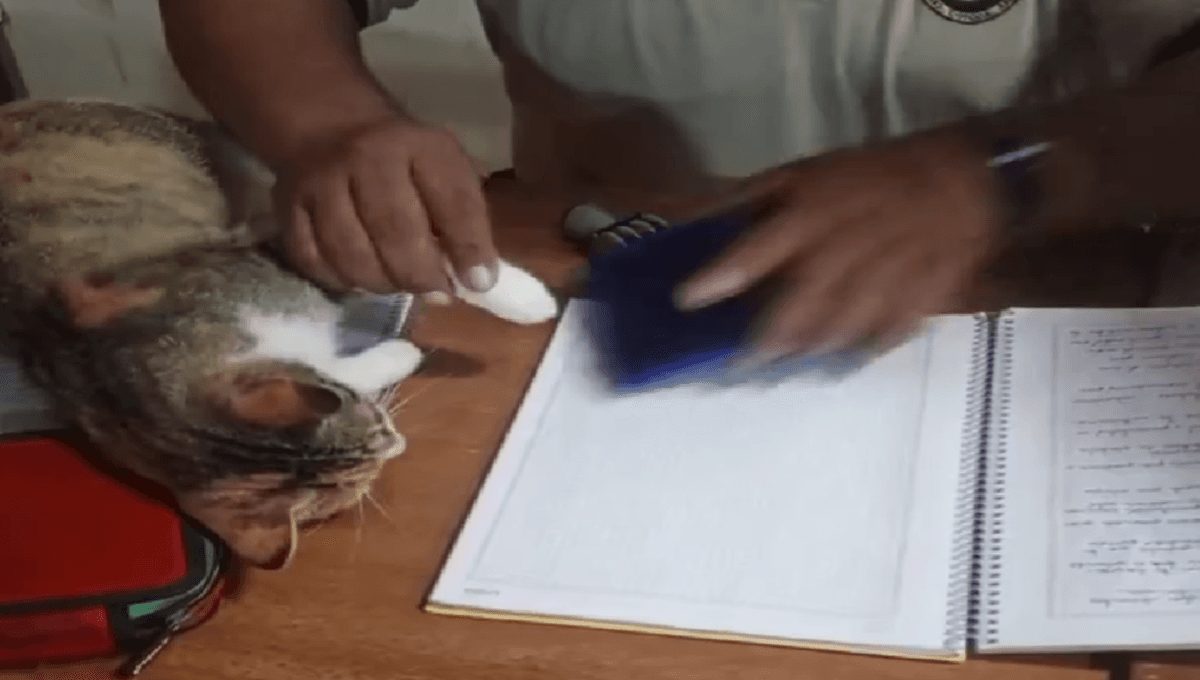VIDEO: Maestro utiliza la pata de su gatito para sellar los trabajos de sus alumnos