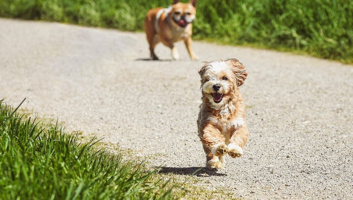 Adoptatón en CDMX: cómo adoptar perros y gatos