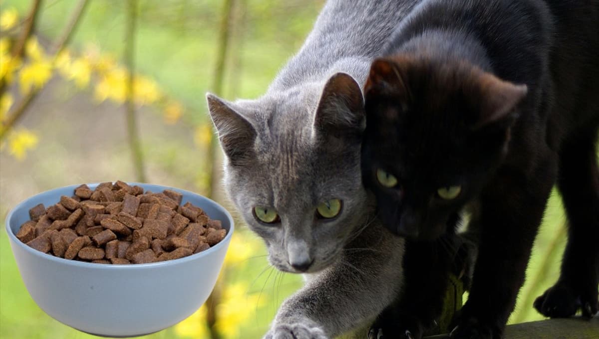 Antes de comprar estas croquetas para gatos, la Profeco revela de qué están hechas