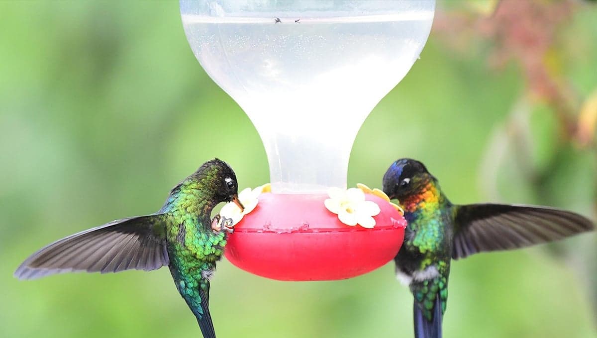¿Qué tan mala es el agua con azúcar para los colibríes?