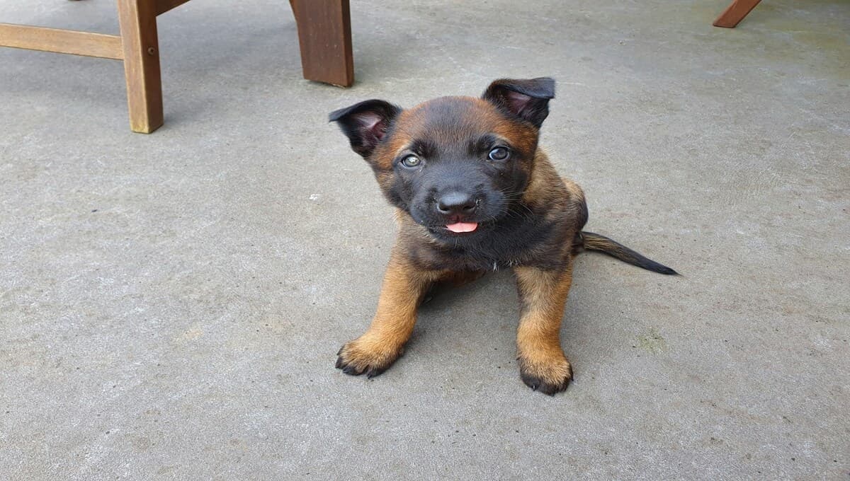 Cómo proteger las patas de tu perro en verano y evitar quemaduras por asfalto
