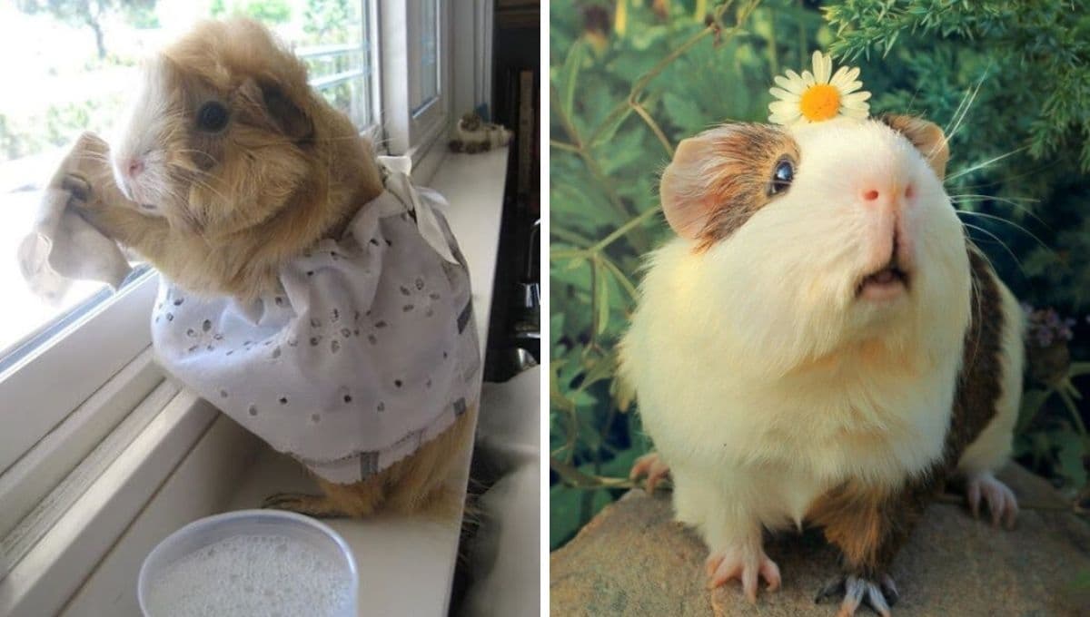 5 FOTOS de cuyos bebés bonitos para compartir