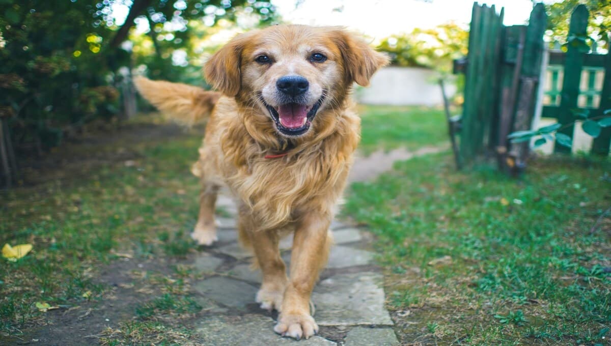 ¿Por qué no deberías saludar a tu perro al llegar a casa? Esto explica un adiestrador