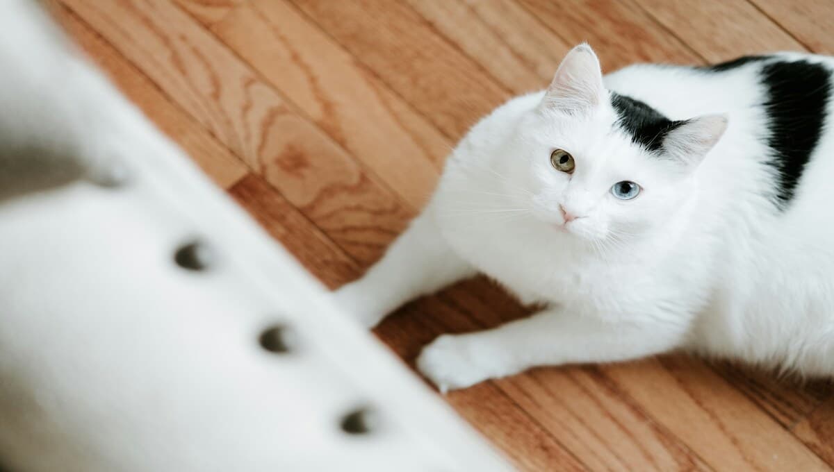 ¿Se puede entrenar a un gato?; esto es lo que dice la ciencia
