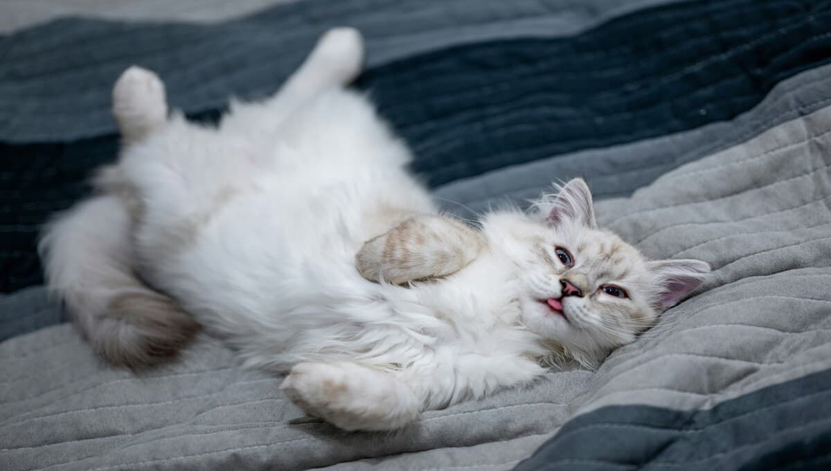 ¿Es bueno dormir con tu mascota?; esto revelan estudios