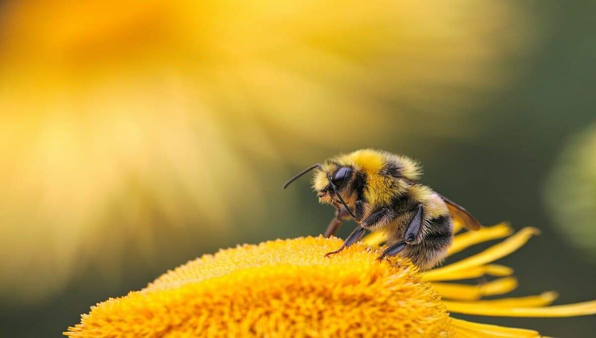 ¿Cómo el cambio climático afecta a abejas y plantas?: riesgos para la polinización natural