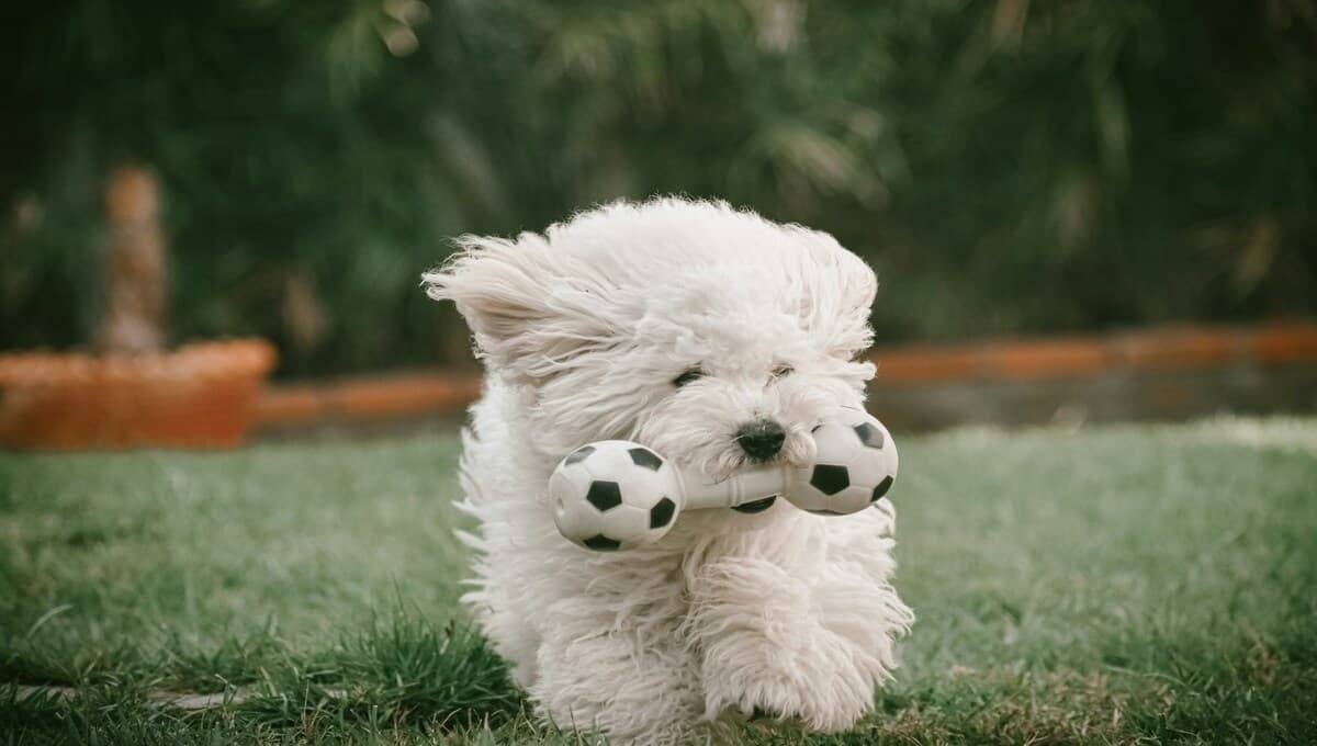 Estas son las mejores croquetas para perro en México, según Profeco