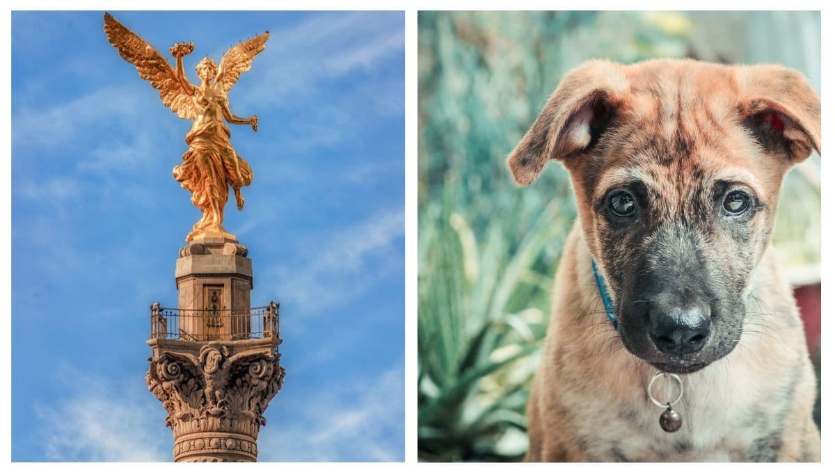 Marcha contra el maltrato animal 2023: fecha, horario, ruta y cómo apoyar en CDMX