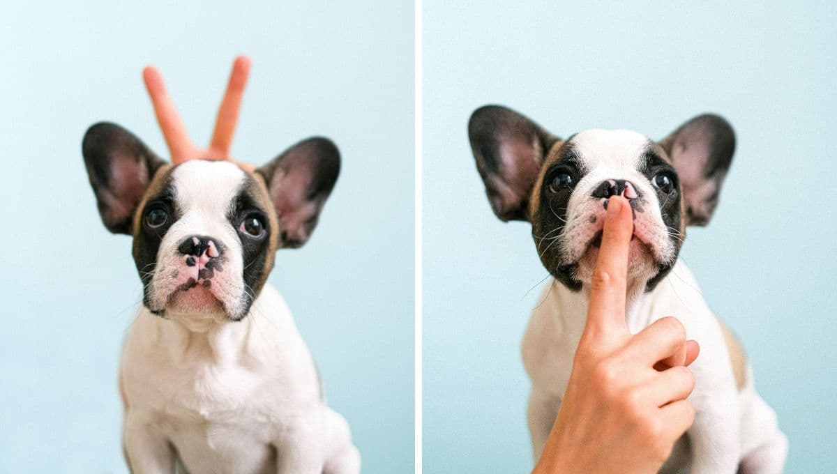 ¿Qué tan delicado es el bulldog francés?