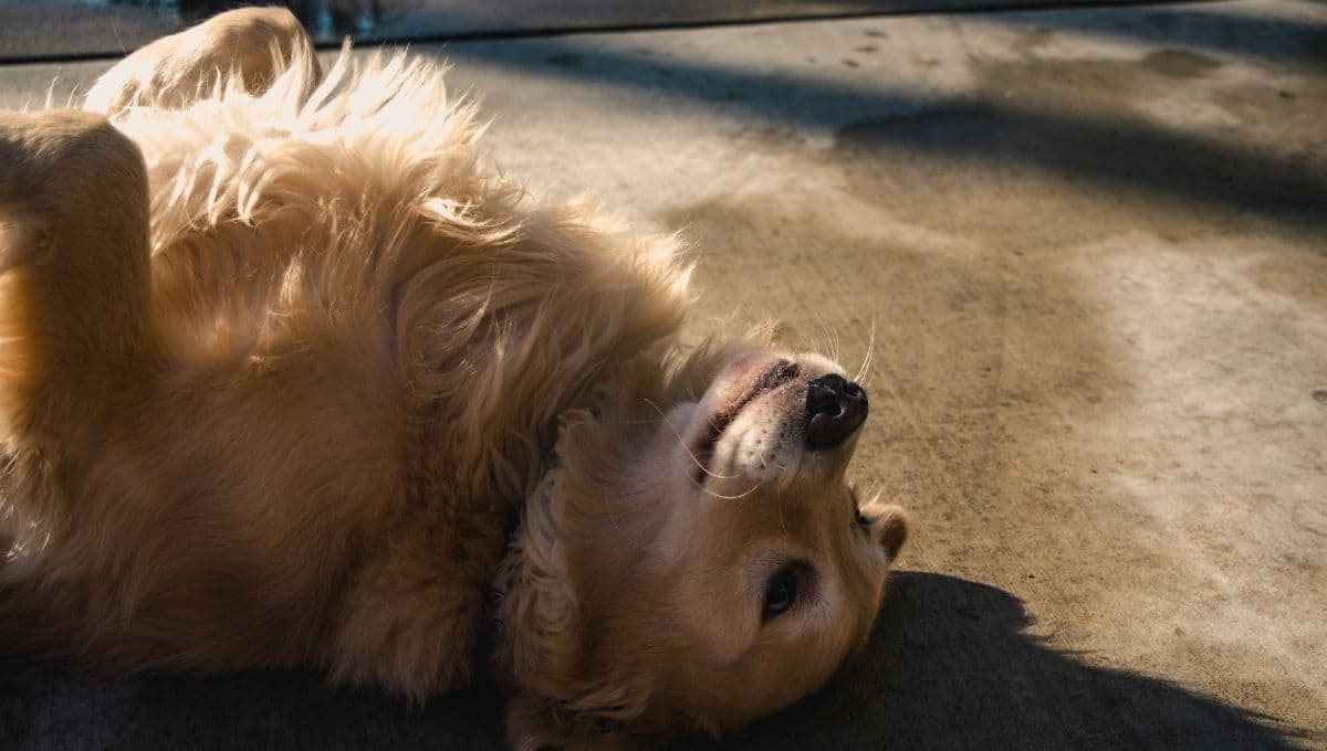 ¿Qué pasa si un perro se duerme boca arriba?