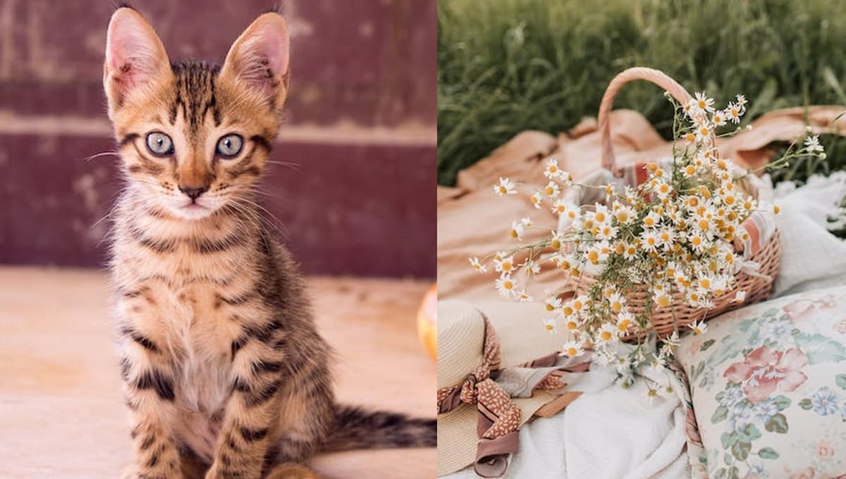 Remedio casero para eliminar las pulgas en gatos con manzanilla