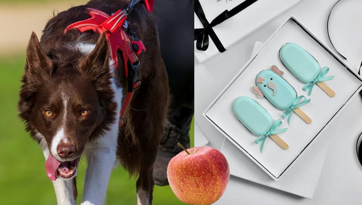 ¿Cómo hacer paletas para perros con yogurt y fruta? | Fácil y deliciosa