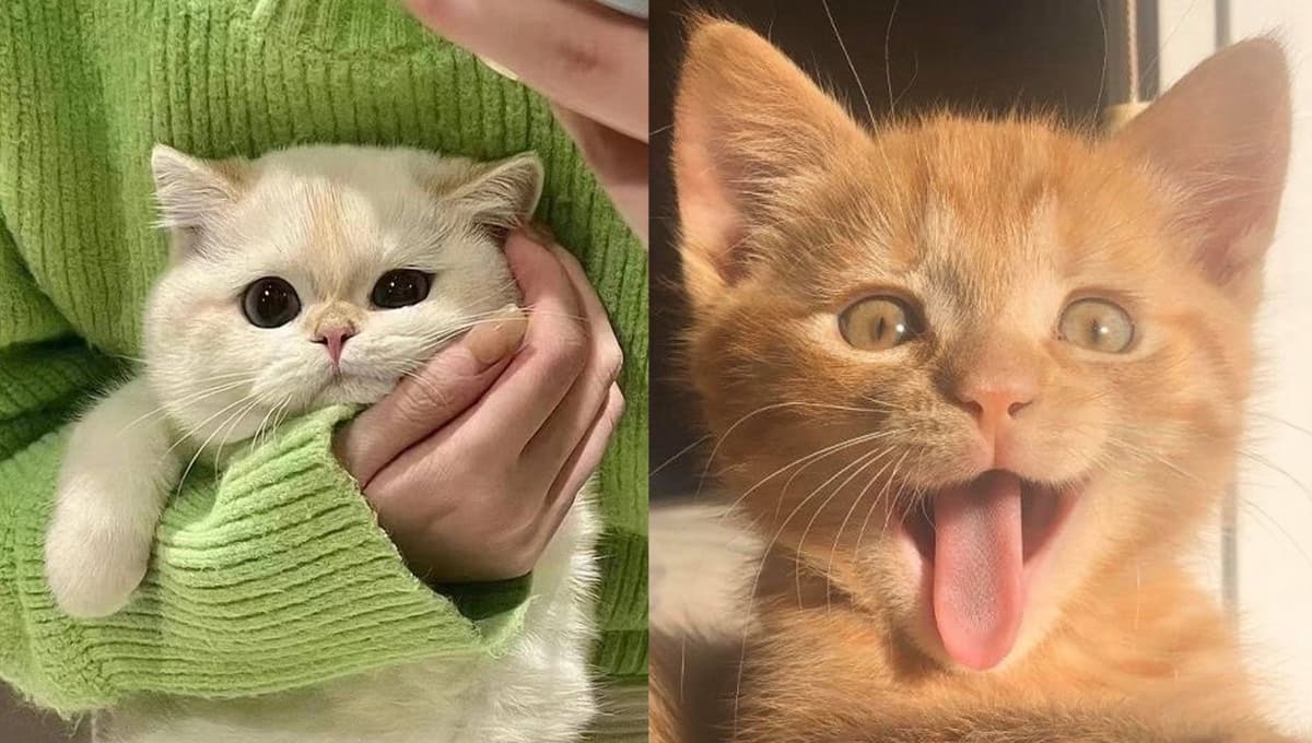 De todas las razas de gatos, esta es la más fácil de educar