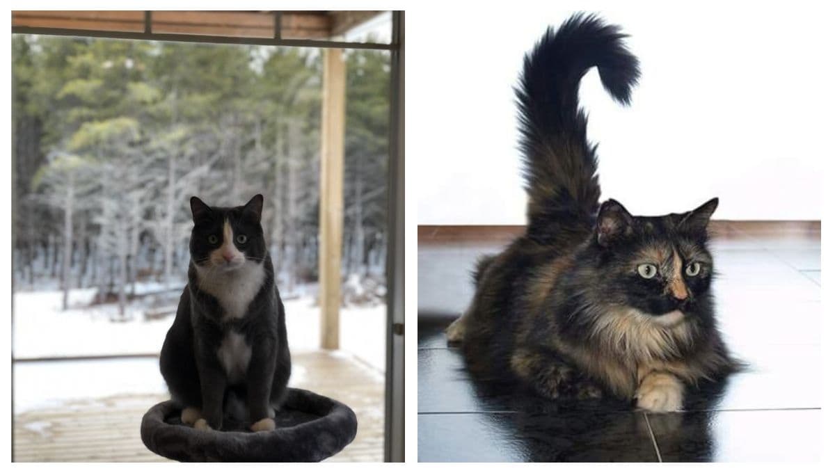 Test para saber si mi gato es macho o es gata hembra
