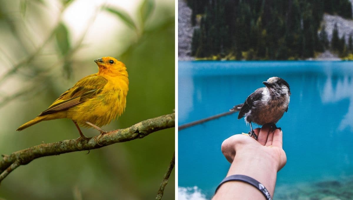 ¿Cómo hacer que los pájaros vengan a mi casa?