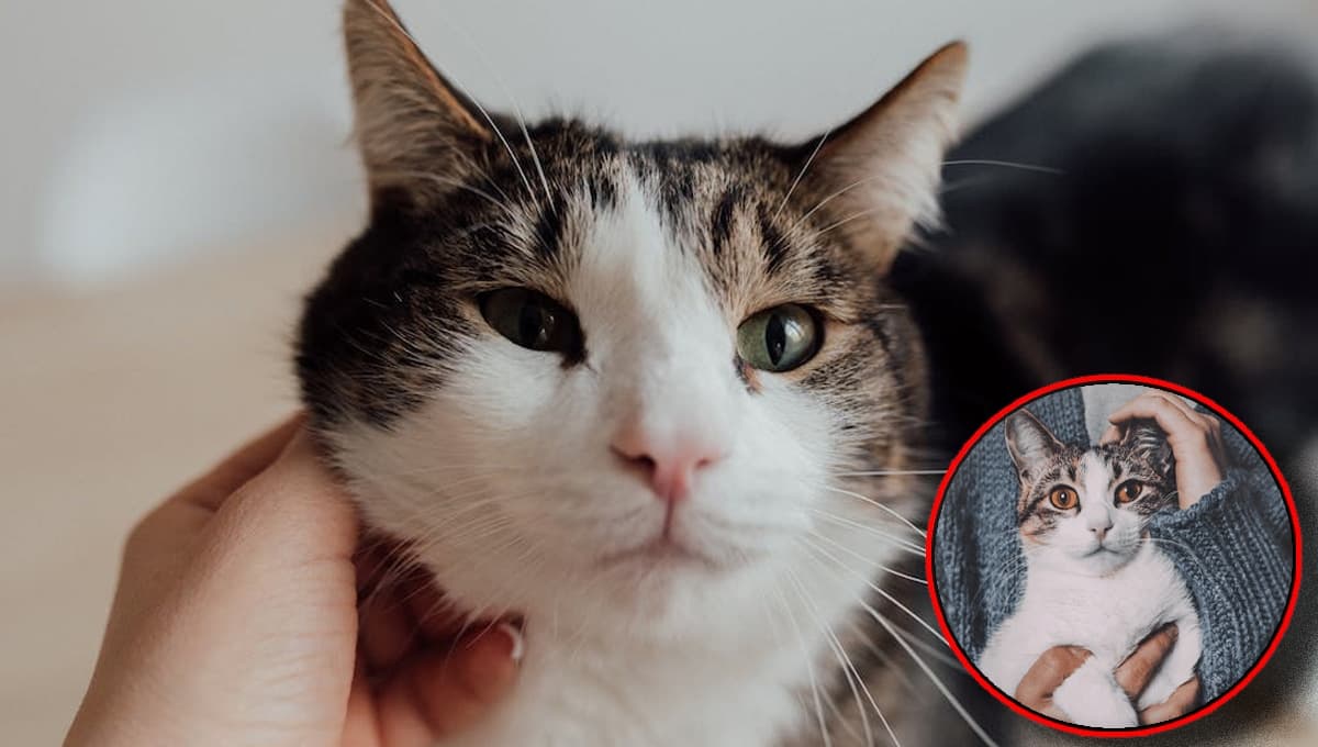 ¿Qué significa que un gato se te acerque mucho a la cara?