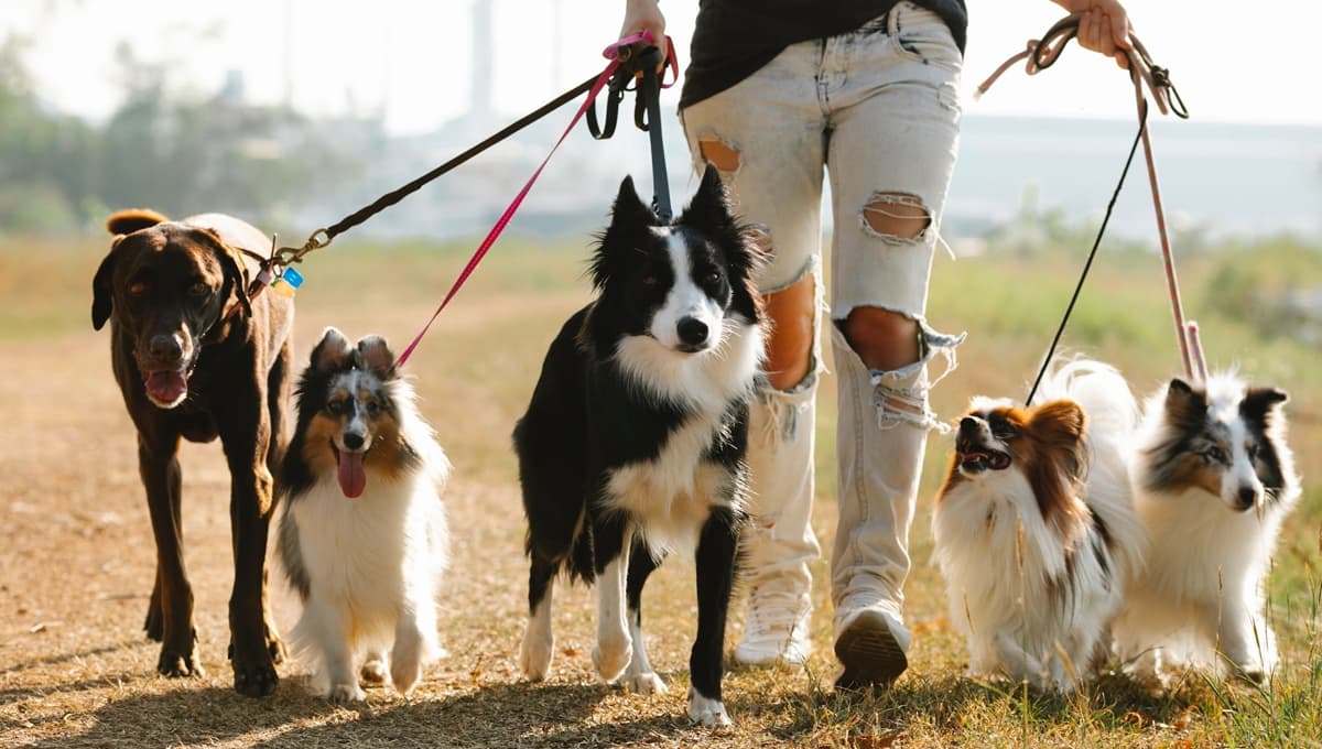 ¿Qué significa que un perro desconocido se te acerque?