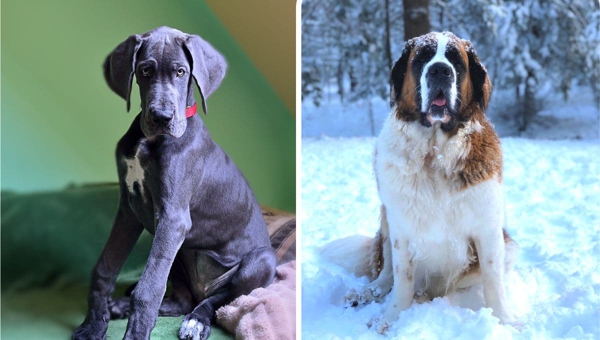 TEST para saber qué raza de perro grande eres según tu personalidad