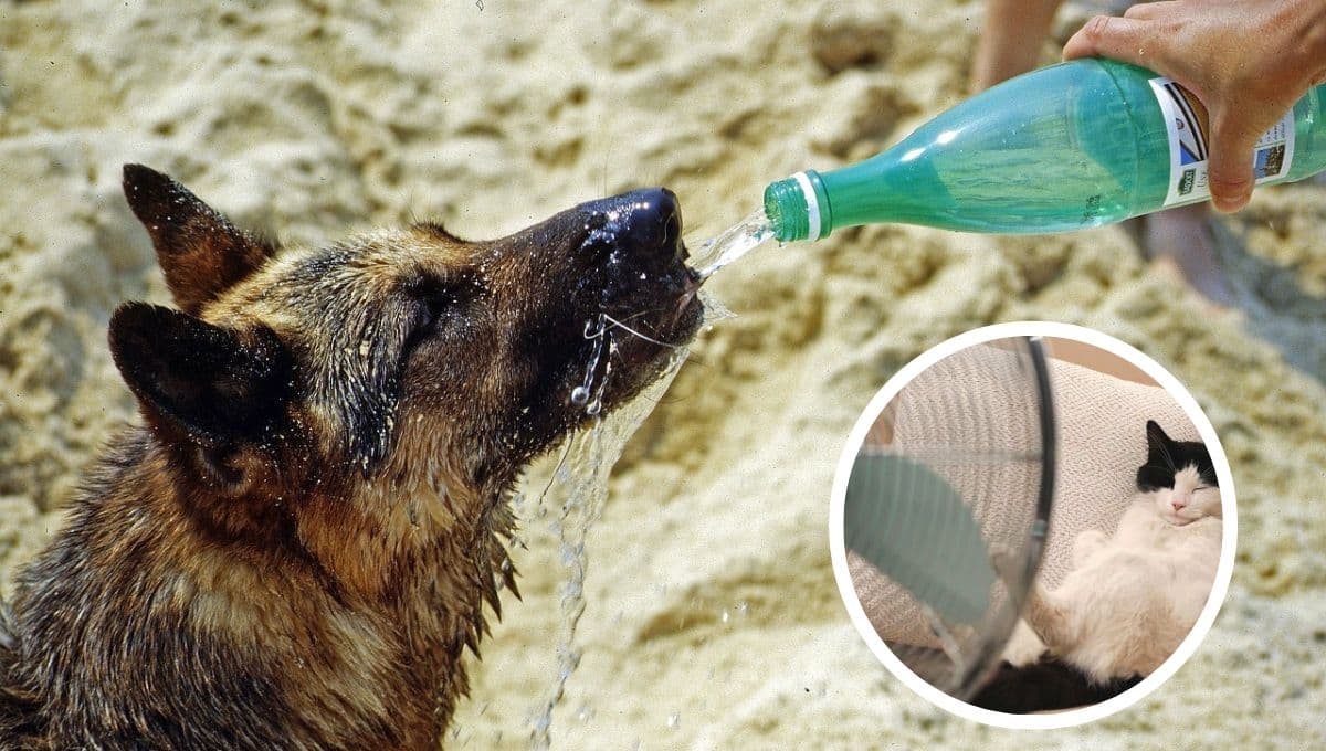 Ola de calor 2023: ¿Cómo proteger a mis mascotas de las altas temperaturas?