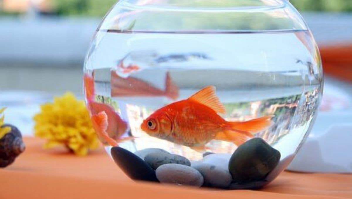 ¿Qué significa cuando un pez flota de lado pero está vivo?