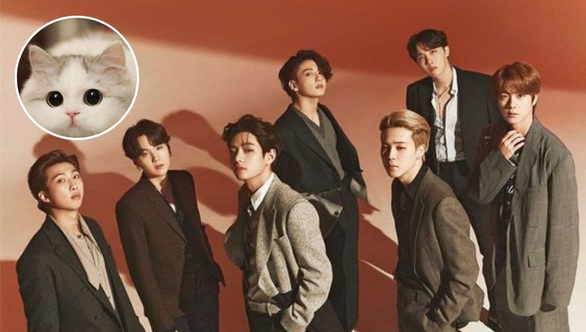 Dime tu integrante favorito de BTS y te diré qué raza de gato eres
