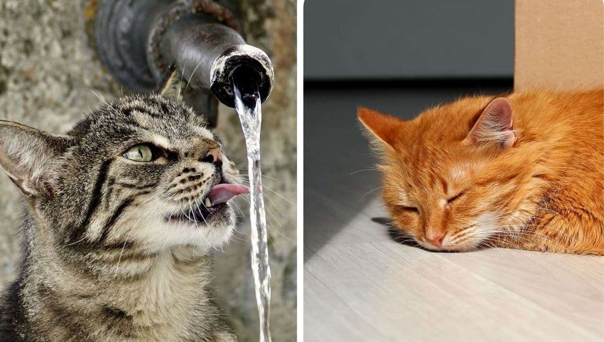 ¿Cómo refrescar a mi gato en casa si tiene calor?