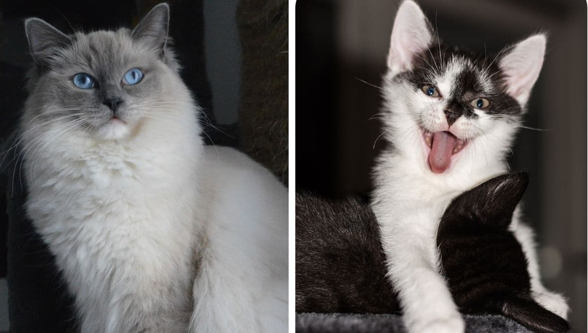 ¿Cuál es la raza de gato más tranquila?