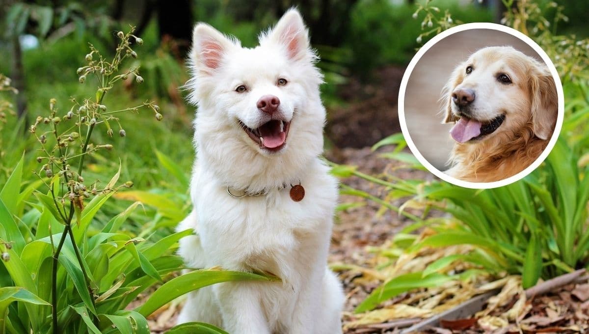 5 nombres bonitos para perros que signifiquen felicidad | Explicados