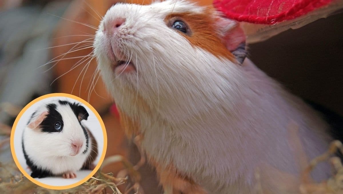 5 características de un cuyo feliz en casa