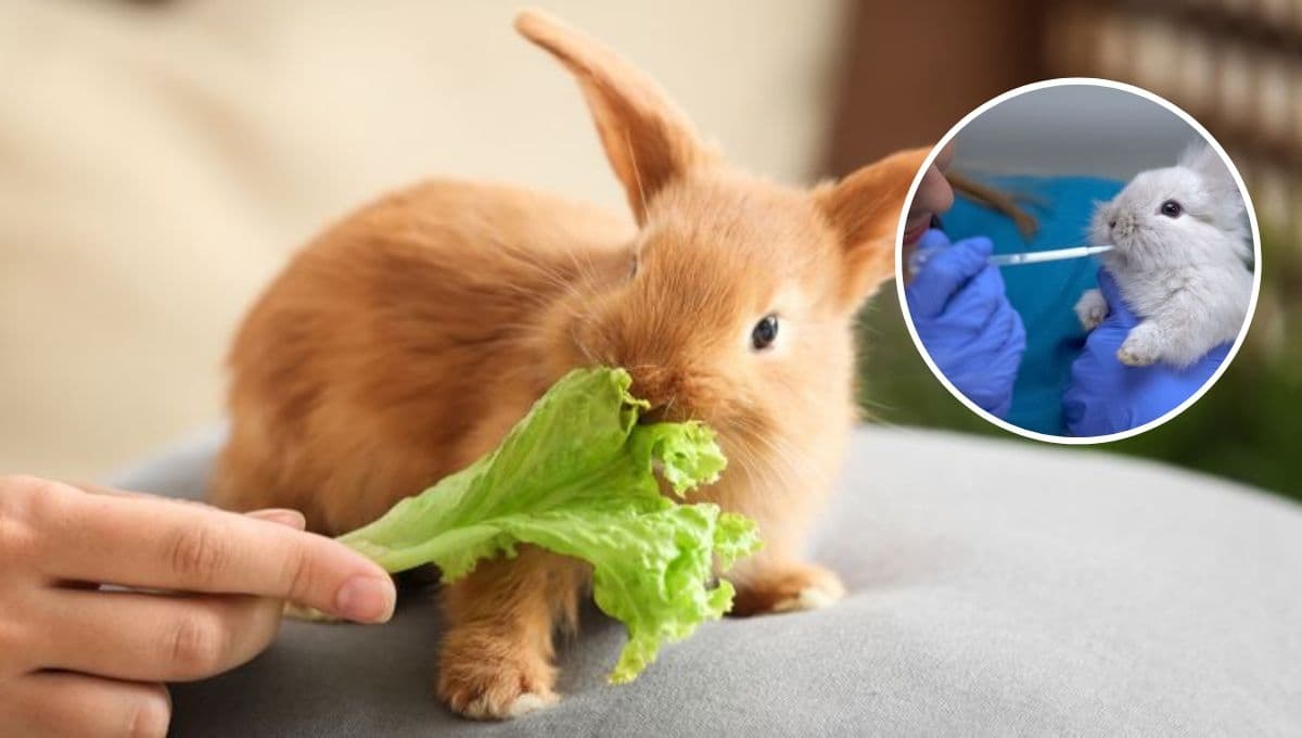 ¿Cómo bajar el calor a un conejo?