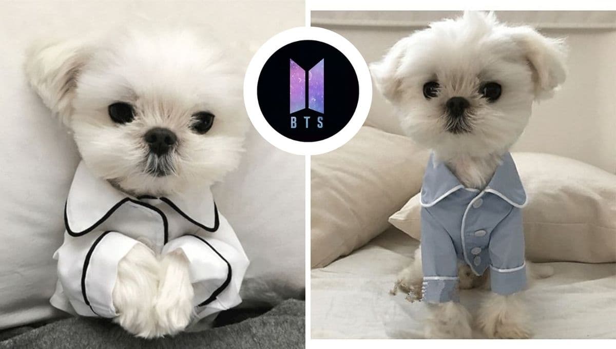 5 nombres coreanos para perros inspirados en BTS con su significado