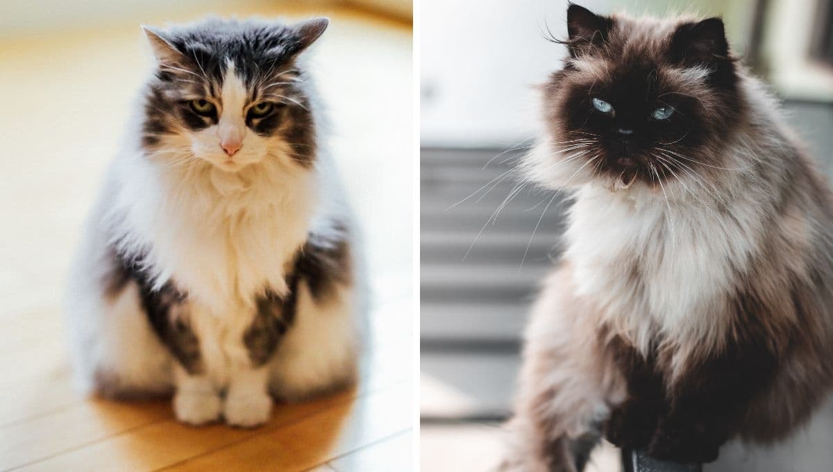 ¿Cómo aliviar el calor de mi gato?