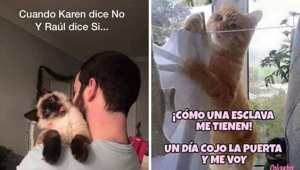 5 memes de Karen y gatos para reír y enviar por WhatsApp