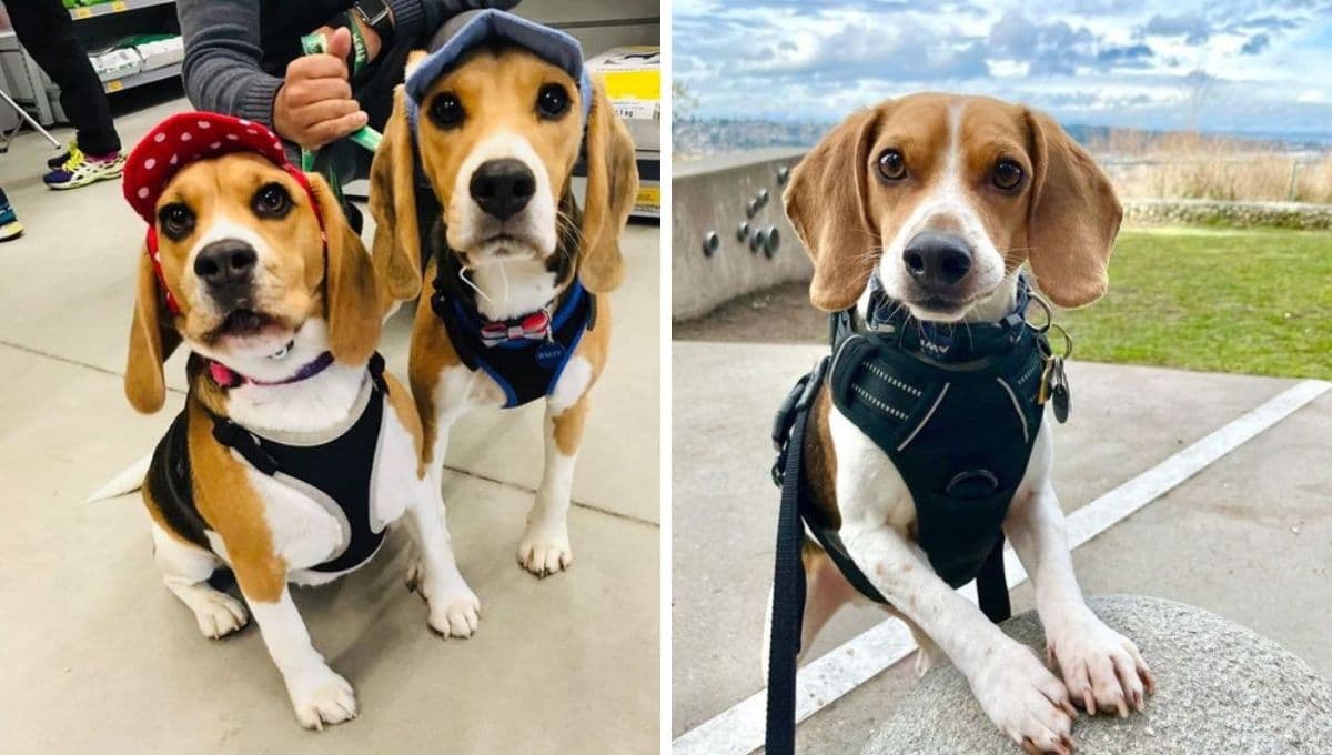 5 características de un perro CONSENTIDO