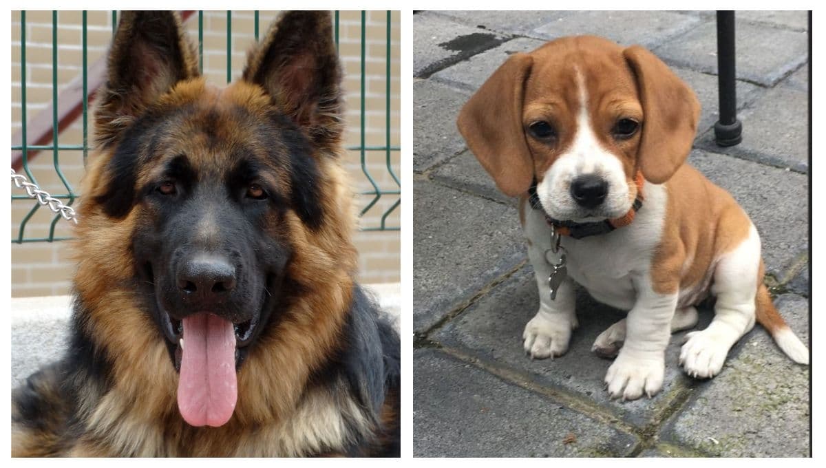 Quiz de personalidad para saber qué perro soy
