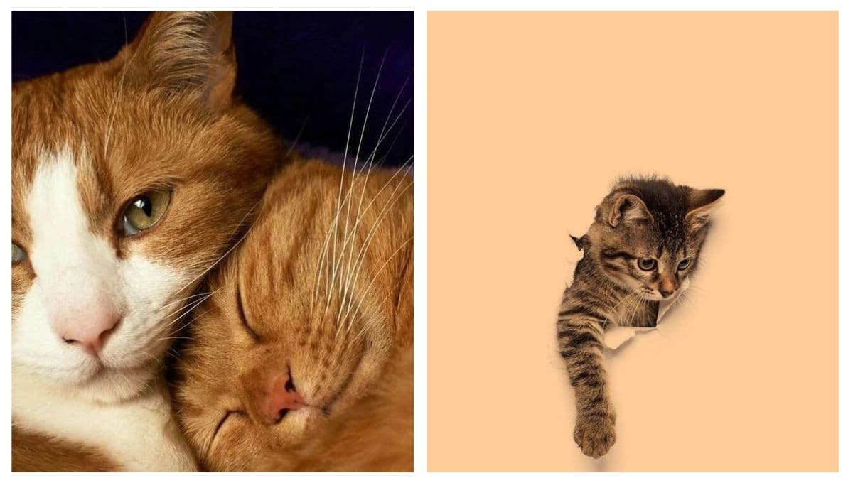 5 fondos de pantalla de gatos aesthetic para WhatsApp