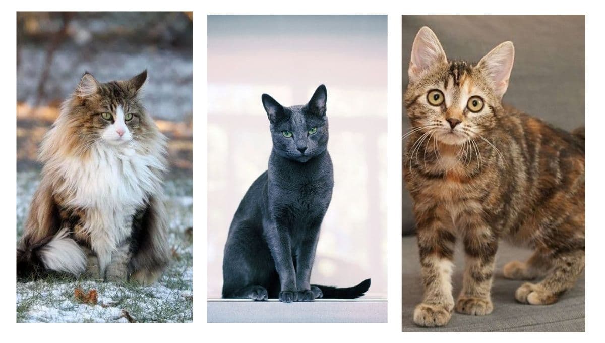 Según un estudio, esta es la raza de gatos más BONITA del mundo